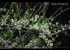 <i>Discaria americana</i> Gillies & Hook. [Rhamnaceae]