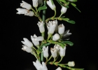 <i>Discaria americana</i> Gillies & Hook. [Rhamnaceae]
