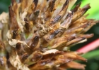 <i>Bromelia balansae</i> Mez [Bromeliaceae]
