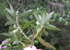 <i>Baccharis dracunculifolia</i> DC. [Asteraceae]