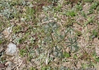 <i>Gymnocalycium denudatum</i> (Link & Otto) Pfeiff ex Mittler [Cactaceae]