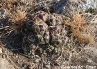 <i>Gymnocalycium denudatum</i> (Link & Otto) Pfeiff ex Mittler [Cactaceae]