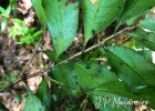 <i>Ouratea vaccinioides</i> (A.St.-Hil. & Tul.) Engl. [Ochnaceae]
