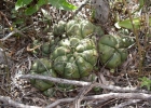 <i>Gymnocalycium denudatum</i> (Link & Otto) Pfeiff ex Mittler [Cactaceae]