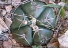 <i>Gymnocalycium denudatum</i> (Link & Otto) Pfeiff ex Mittler [Cactaceae]