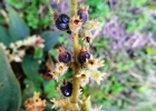 <i>Leandra aurea</i> (Cham.) Cogn. [Melastomataceae]