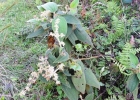 <i>Leandra aurea</i> (Cham.) Cogn. [Melastomataceae]