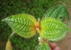 <i>Clidemia hirta</i> (L.) D.Don [Melastomataceae]