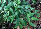 <i>Stromanthe tonckat</i> (Aubl.) Eichler [Marantaceae]
