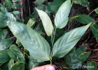 <i>Stromanthe tonckat</i> (Aubl.) Eichler [Marantaceae]