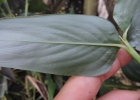 <i>Maranta divaricata</i> Roscoe [Marantaceae]