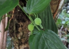 <i>Maranta divaricata</i> Roscoe [Marantaceae]