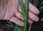 <i>Maranta divaricata</i> Roscoe [Marantaceae]