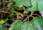 <i>Talipariti pernambucense</i> (Arruda) Bovini [Malvaceae]