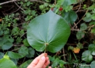 <i>Talipariti pernambucense</i> (Arruda) Bovini [Malvaceae]