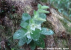 <i>Lankesterella ceracifolia</i> Ames [Orchidaceae]