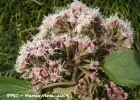 <i>Kaunia rufescens</i> (Lund ex DC.) R.M. King & H. Rob.  [Asteraceae]