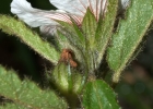 <i>Pavonia ramboi</i> Krapov. & Cristóbal [Malvaceae]