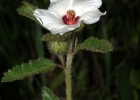 <i>Pavonia ramboi</i> Krapov. & Cristóbal [Malvaceae]