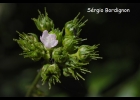 <i>Pavonia nemoralis</i> A.St.-Hil. [Malvaceae]