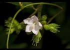 <i>Pavonia nemoralis</i> A.St.-Hil. [Malvaceae]