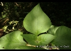 <i>Kaunia rufescens</i> (Lund ex DC.) R.M. King & H. Rob.  [Asteraceae]