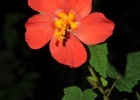 <i>Pavonia missionum</i> Ekman [Malvaceae]