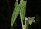 <i>Pavonia lanata</i> R.E.Fr. [Malvaceae]