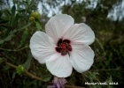 <i>Pavonia guerkeana</i> R.E.Fr. [Malvaceae]