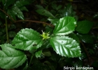 <i>Pavonia flavispina</i> Miq. [Malvaceae]
