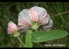 <i>Pavonia distinguenda</i> A.St.-Hil. & Naudin [Malvaceae]