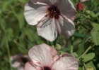 <i>Pavonia distinguenda</i> A.St.-Hil. & Naudin [Malvaceae]