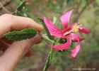 <i>Pavonia angustipetala</i> Krapov. & Cristóbal [Malvaceae]