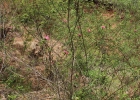 <i>Pavonia angustipetala</i> Krapov. & Cristóbal [Malvaceae]