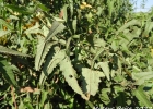 <i>Monteiroa glomerata</i> (Hook. & Arn.) Krapov. [Malvaceae]