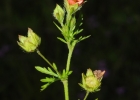 <i>Modiola caroliniana</i> (L.) G.Don [Malvaceae]