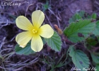 <i>Melochia chamaedrys</i> A.St.-Hil. [Malvaceae]