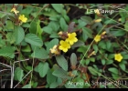 <i>Melochia chamaedrys</i> A.St.-Hil. [Malvaceae]