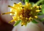 <i>Trixis praestans</i> (Vell.) Cabrera [Asteraceae]