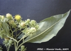 <i>Trixis praestans</i> (Vell.) Cabrera [Asteraceae]