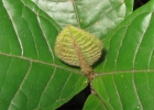 <i>Myrcia anacardiifolia</i> Gardner [Myrtaceae]