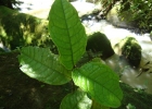 <i>Myrcia anacardiifolia</i> Gardner [Myrtaceae]