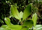 <i>Myrcianthes gigantea</i> (D. Legrand) D. Legrand [Myrtaceae]