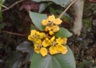 <i>Stigmaphyllon bonariense</i> (Hook. & Arn.) C.E.Anderson [Malpighiaceae]