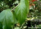 <i>Heteropterys syringifolia</i> Griseb. [Malpighiaceae]