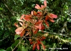 <i>Heteropterys syringifolia</i> Griseb. [Malpighiaceae]