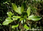 <i>Myrcianthes gigantea</i> (D. Legrand) D. Legrand [Myrtaceae]