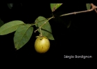 <i>Dicella nucifera</i> Chodat [Malpighiaceae]