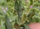 <i>Lythrum hyssopifolia</i> L. [Lythraceae]