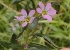 <i>Lythrum hyssopifolia</i> L. [Lythraceae]